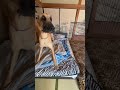 パニックルーム⚠️ 掃除中 遊びたい グレートデン レイク君 遊びたいクィーンちゃん 超大型犬 大型犬 子犬 犬部屋 模様替え 犬好き 大きい 可愛い ハプニング イタズラ 愛犬 渡辺ボス