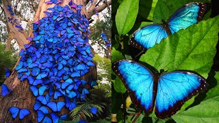 10 Most BEAUTIFUL Butterflies on Planet Earth | Things Around