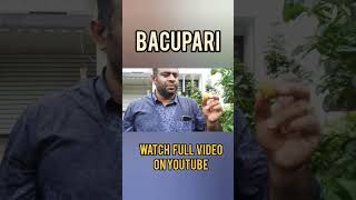 Bacupari fruits in Kerala #bacupari #fruits #farming #farmer #farm #agriculture #kerala #organic