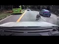 13oct2019 wild boar ram into subaru forester at upper bukit timah road