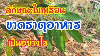 ลักษณะใบทุเรียนขาดธาตุอาหาร เป็นอย่างไร #ใบทุเรียนขาดธาตุอาหาร#ปลูกทุเรียน @Durian-Isan-Sandy_loam