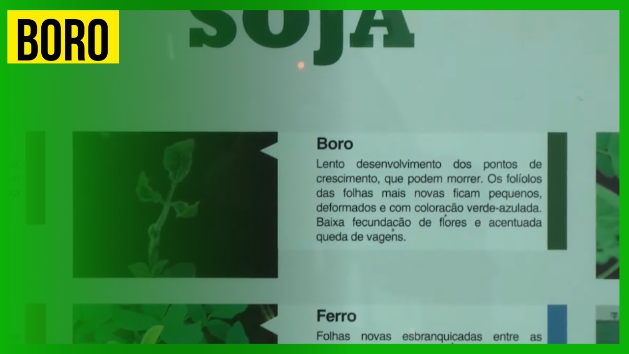 Boro é Chave Para Aumentar A Produção - YouTube