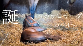 【新たな命誕生】   カサロサーダが女の子を出産しました☘️☘️