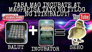 Paano mag simula ng itik business na galing sa balut