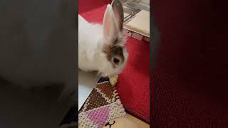 [full video] how does rabbit eat apple? ウサギはどうやってリンゴを食べるのでしょうか？