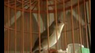 Burung Wambi Mini Gacor