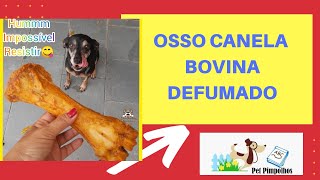 Sacha curtindo o seu Osso Canela Bovina