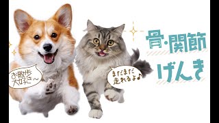 【犬・猫の足・腰・関節でお悩みの飼い主様必見！】無添加のサプリで骨、軟骨を健康に『骨のたね』