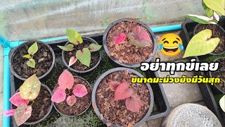 อัพเดตบอนสีว่าช่วงนี้มีอะไรแบ่งปันมั่งครับ|เบิดชัย บอนสี