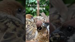 つけてる選手権？ #sparrow #スズメ #birdfeeder #참새 #かわいい #すずめ