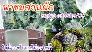 (Eng Sub) Saving water for my succulents/Veggie garden tour สวนผัก กุหลาบหิน #21