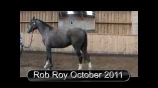 Rob Roy: Gelding born 2009: Ramses XII / Heslegaards Camerlengo / Avanti