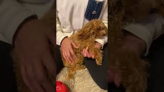 仕事終わりのママに甘える犬#dog #タイニープードル #トイプードル #犬 #short #shortvideo #youtubeshorts #toypoodle #shorts #いぬ