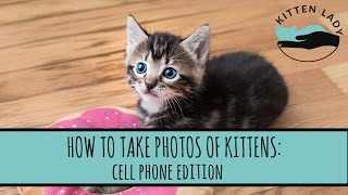 How to Take Photos of Kittens: Cell Phone Edition