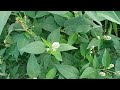 বিষ কাঠালি গাছের উপকারিতা🌿।benefits of persicaria hydropipper trees