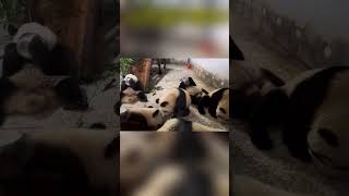 秦岭熊猫崽崽喝盆盆奶，到底是哪只熊抢别熊的盆盆奶？ #pandafushun #funny #adorablepanda #animals #大熊猫 #cute #cutepanda #zoo