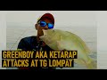 Greenboy Aka Ketarap Attacks at Tanjung Lompat