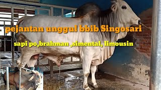 koleksi sapi pejantan bbib Singosari mulai po,simental,limousin,dan brahman