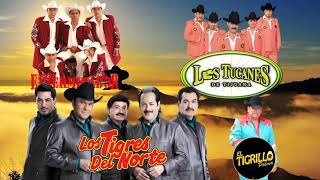 Narco Corridos Mix 2021 Tucanes De Tijuana, Tigres Del Norte, Exterminador Tigrillo Palma