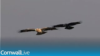 Booted eagle sighting in Cornwall stuns birdwatchers