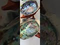 Abalone shells for smudging sage