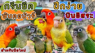 นกกรีนชีค ซันคอนัวร์ ฝึกง่าย บินอิสระดีมาก! สำหรับมือใหม่! นกราคาถูก!