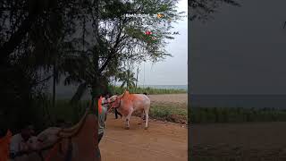 Kamaladinni dali || ಕೊಳವಿ ಮೈದಾನ ಗಿಡ್ಡ \u0026 ಗಜಾ .... 🤩✌ #trending #terabandirace #bull #videoviral