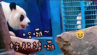 圓寶緊貼網格邊靠緊緊，毛毛超線模樣超可愛|熊貓貓熊The Giant Panda Yuan Yuan and Yuan Bao|台北市立動物園