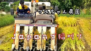 マルちゃん農園 🌾コンバイン歴3年の高校生がイセキJapanで倒伏圃場を稲刈りした結果。