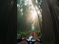 riding through a world lost in time. 🎋🌫️🏍️ bambooforest mysticalride povadventure morningmist