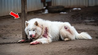 Обиженный Пес Уже Собирался Сдаться, Но Тут Его Нашла Эта Женщина. НЕВЕРОЯТНО, Что Произошло Дальше!