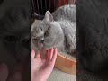 【猫】寝ぼけているししゃもさんに絡んでみた！ ブリティッシュショートヘア 猫 cat