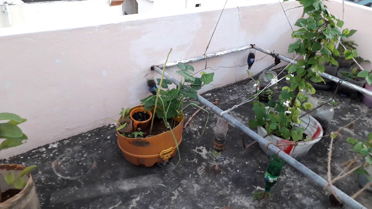 Plants Youtube