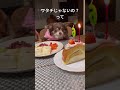 うちの子記念日❣️アナちゃんがうちに来て１年が経ちました❣️ dog チワワ 犬のいる暮らし 保護犬