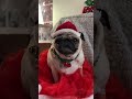 merry christmas 🎄🎁❤️ pug dog cutedog cuteanimals pets pet christmas petlover petlovers