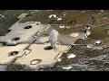 【４k映像】アオサギ　gray heron