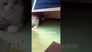 #Shorts 怒る 猫 はかわいい【スコティッシュフォールド】