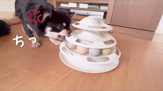 犬に猫用玩具をあげてみたら…www ブラックタンチワワの麦#チワワ #犬 #スリコ