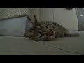 けしからん猫はズサーがお好き。　jumping cat loves rubs concrete floor