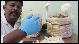 சிப்பி காளான் மற்றும் பால் காளான் வேறுபாடு   (Oyster and Milky Mushroom) by முனைவர் சி இளையபாலன்