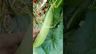 கஷ்டப்பட்டு உழைக்கும் உழைப்பாளிக்கு #vivasaye #youtubeshorts #agriculturalsystem #விவசாயம் #farming