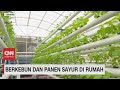 Berkebun & Panen Sayur di Rumah