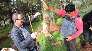 Galgo Vs Liebre 2025 | Cacería con los Amigos de San Javier