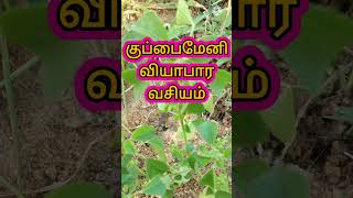 vasiyam/வசியம்#shorts