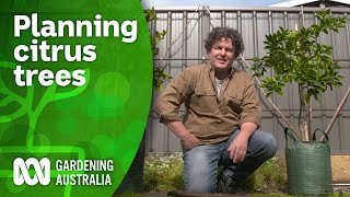 How you can grow a citrus tree anywhere 🍋 | Citrus | Gardening Australia