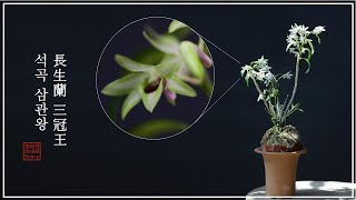 착한 가격 명품 식물 / Dendrobium moniliforme 'Sankanou'  /  長生蘭 (セッコク) 三冠王/ 장생란(석곡) 삼관왕 / 화이 오키드