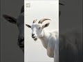 Goat Sounds Effects  #goat #soundsfx #copyrightfree #soundpack #shorts