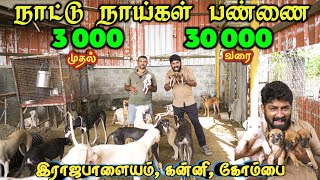 3,000 ரூபாய்க்கு நாட்டு நாய்கள் பண்ணை- Contry Dogs கெனல் - ராஜபாளையம், கோம்பை, கன்னி - Mr camera man