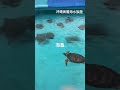 沖繩美麗海水族館外的海牛和海龜