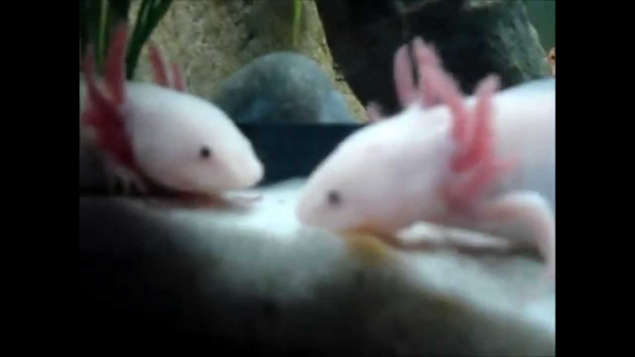 Axolotl #2 - Feeding, Bloodworms And Babies! - YouTube